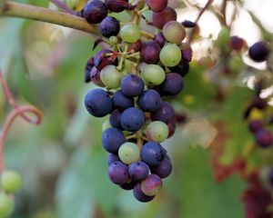 Preview wallpaper grapes, berries, branch, vine