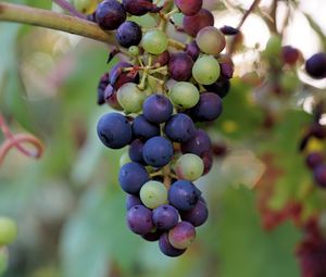 Preview wallpaper grapes, berries, branch, vine