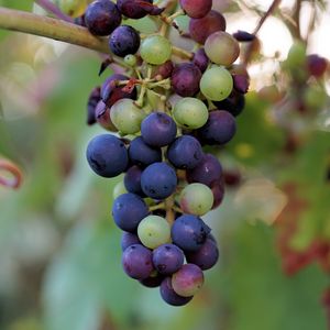 Preview wallpaper grapes, berries, branch, vine