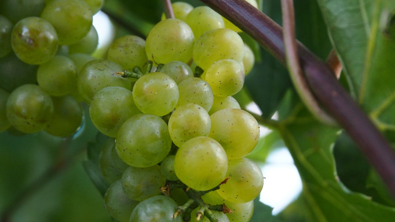Wallpaper grapes, berries, branch, vine