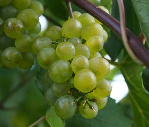 Preview wallpaper grapes, berries, branch, vine