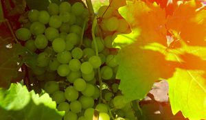 Preview wallpaper grapes, berries, branches, sunlight
