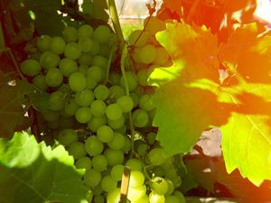 Preview wallpaper grapes, berries, branches, sunlight