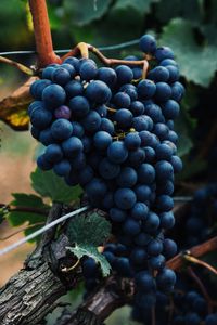 Preview wallpaper grapes, berries, bunch, vine