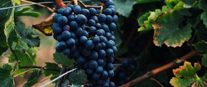 Preview wallpaper grapes, berries, bunch, vine