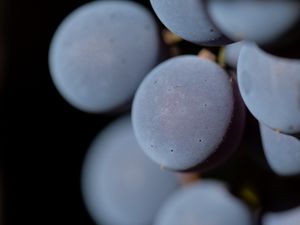 Preview wallpaper grapes, berries, bunch, macro, blur