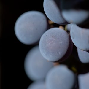 Preview wallpaper grapes, berries, bunch, macro, blur