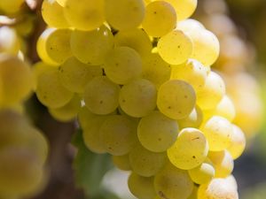 Preview wallpaper grapes, berries, bunch, fruit, macro