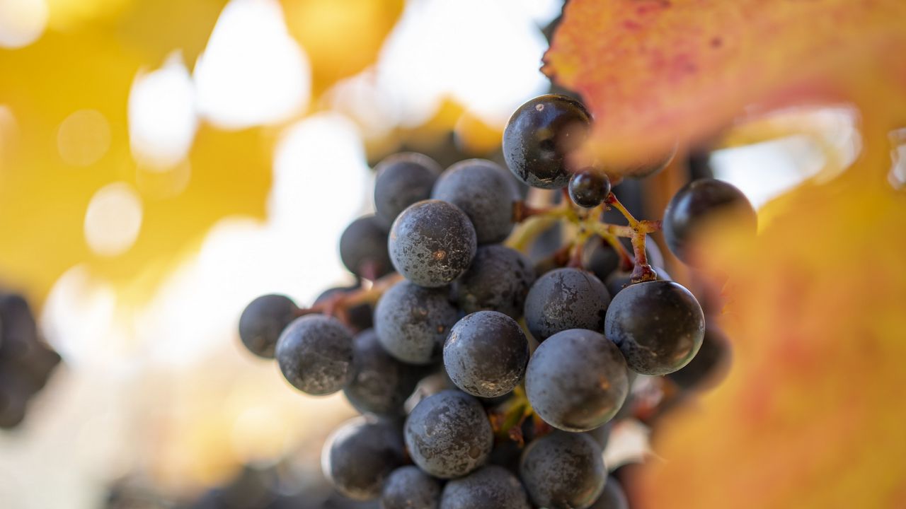 Wallpaper grapes, berries, bunch, leaves, macro hd, picture, image