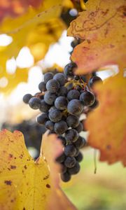 Preview wallpaper grapes, berries, bunch, leaves, macro