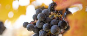 Preview wallpaper grapes, berries, bunch, leaves, macro