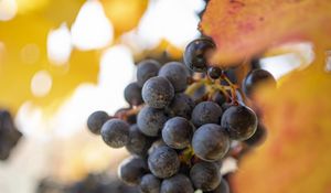 Preview wallpaper grapes, berries, bunch, leaves, macro