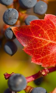 Preview wallpaper grapes, berries, leaf, autumn, macro