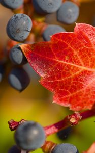 Preview wallpaper grapes, berries, leaf, autumn, macro