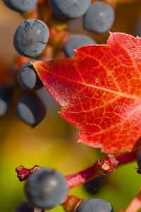 Preview wallpaper grapes, berries, leaf, autumn, macro