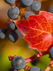 Preview wallpaper grapes, berries, leaf, autumn, macro