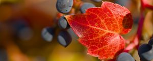 Preview wallpaper grapes, berries, leaf, autumn, macro