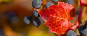 Preview wallpaper grapes, berries, leaf, autumn, macro
