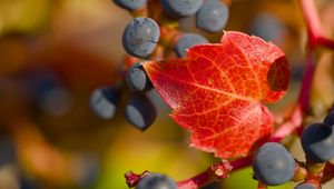 Preview wallpaper grapes, berries, leaf, autumn, macro