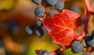 Preview wallpaper grapes, berries, leaf, autumn, macro