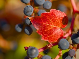 Preview wallpaper grapes, berries, leaf, autumn, macro