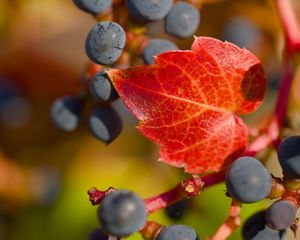 Preview wallpaper grapes, berries, leaf, autumn, macro