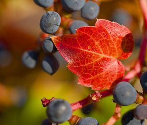 Preview wallpaper grapes, berries, leaf, autumn, macro