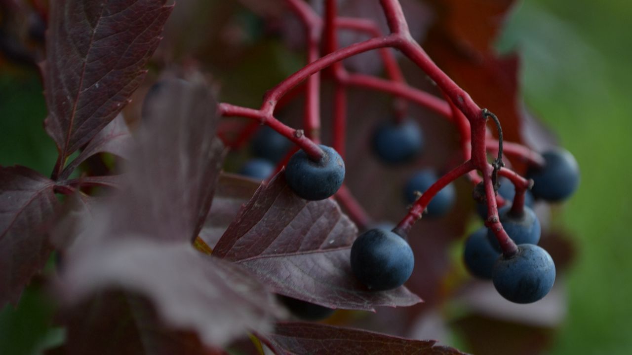Wallpaper grapes, berries, leaves, branch