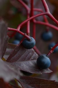 Preview wallpaper grapes, berries, leaves, branch