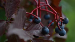 Preview wallpaper grapes, berries, leaves, branch