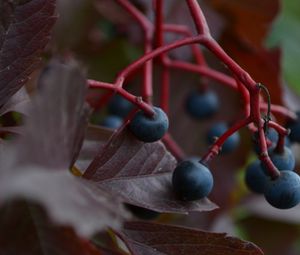 Preview wallpaper grapes, berries, leaves, branch