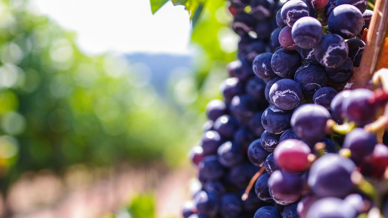 Wallpaper grapes, berries, vine