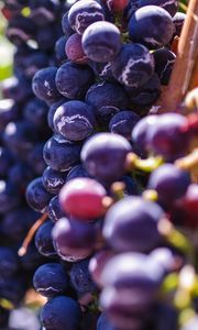 Preview wallpaper grapes, berries, vine