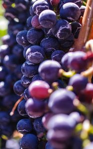 Preview wallpaper grapes, berries, vine