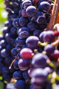 Preview wallpaper grapes, berries, vine