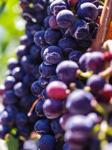 Preview wallpaper grapes, berries, vine