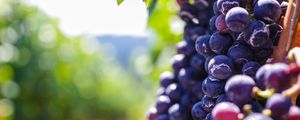 Preview wallpaper grapes, berries, vine