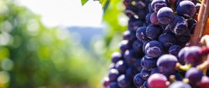 Preview wallpaper grapes, berries, vine