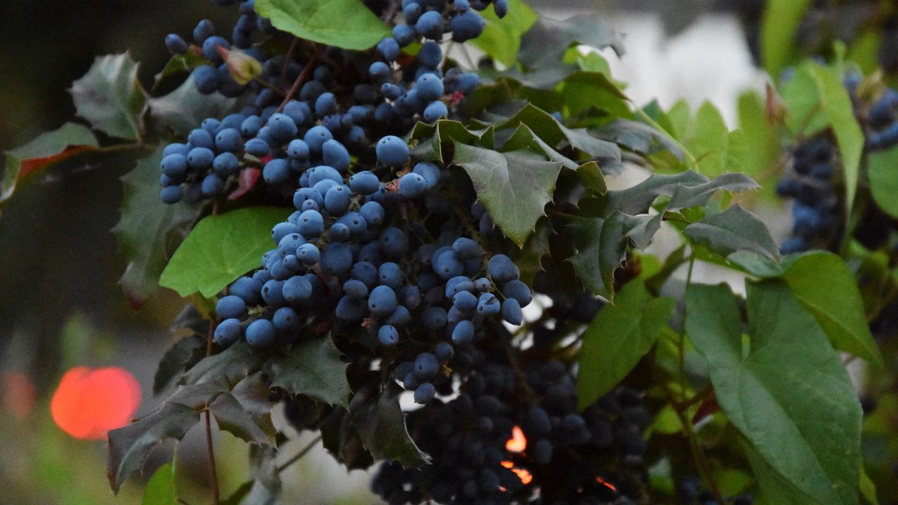 Wallpaper grapes, berries, vine, branch, leaves