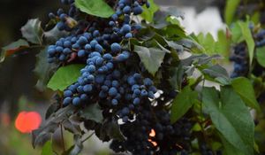 Preview wallpaper grapes, berries, vine, branch, leaves