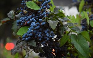 Preview wallpaper grapes, berries, vine, branch, leaves