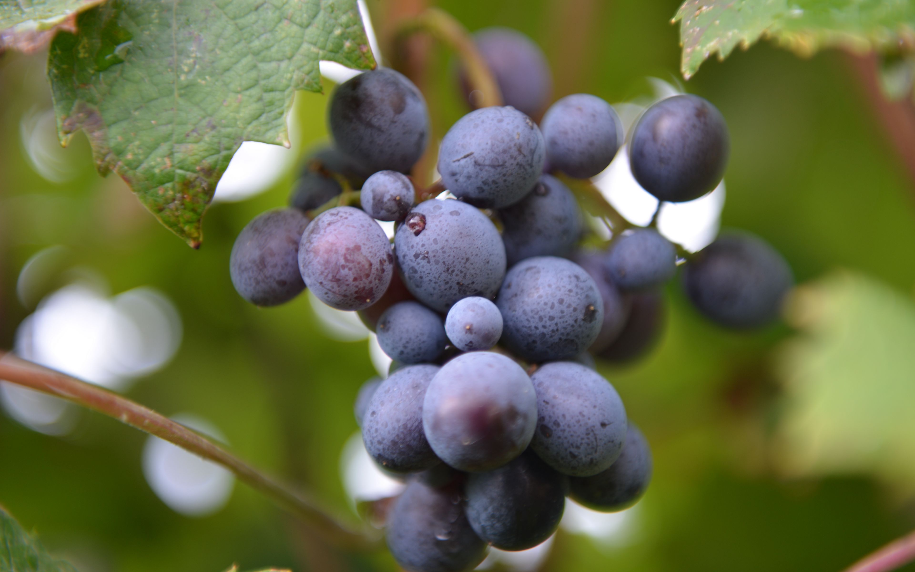 Download wallpaper 3840x2400 grapes, branch, berries 4k ultra hd 16:10