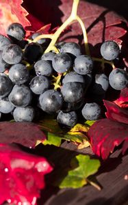 Preview wallpaper grapes, branch, berry, ripe, harvest