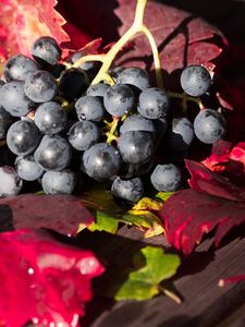 Preview wallpaper grapes, branch, berry, ripe, harvest