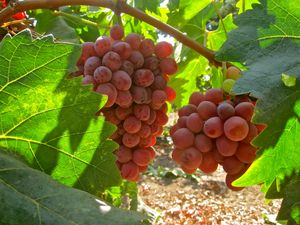 Preview wallpaper grapes, branch, leaves