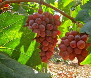 Preview wallpaper grapes, branch, leaves