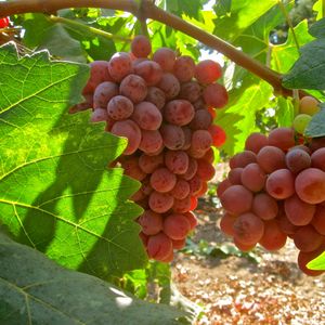 Preview wallpaper grapes, branch, leaves