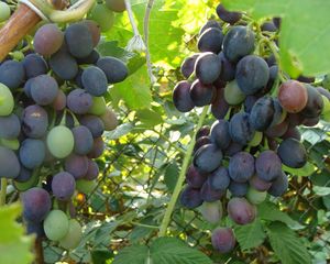 Preview wallpaper grapes, branch, leaves, herbs