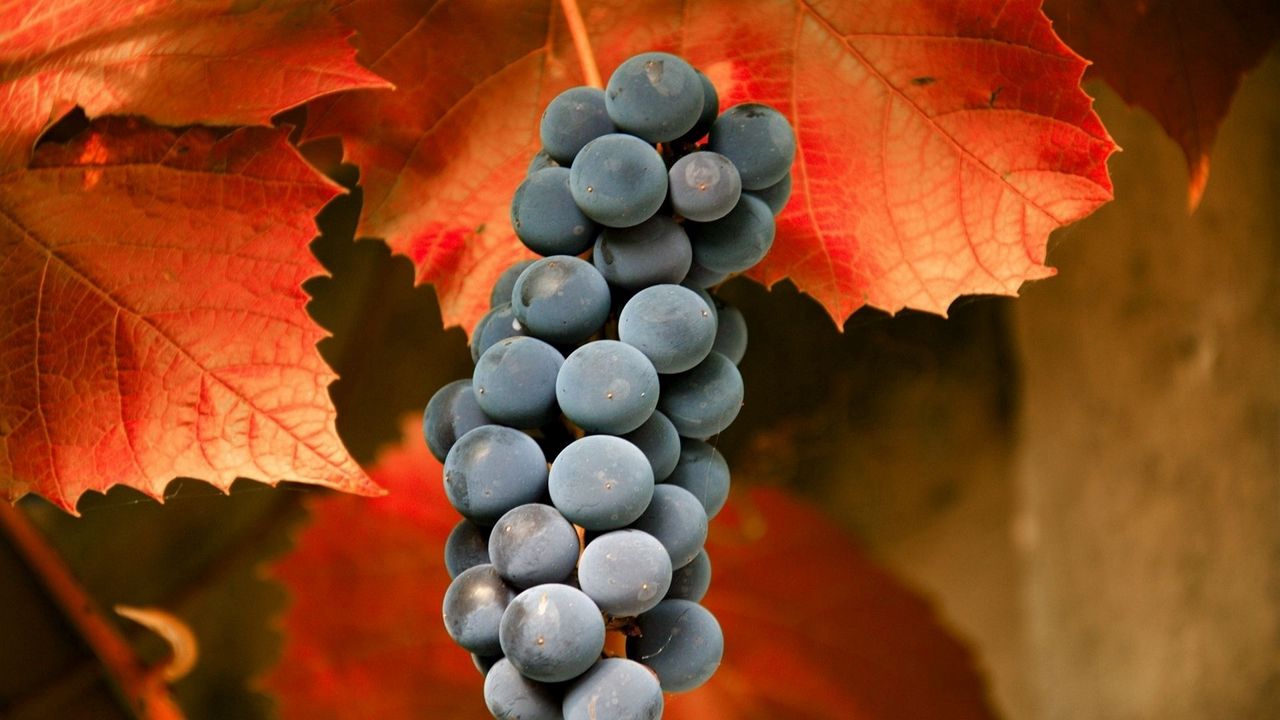 Wallpaper grapes, branch, leaves, fruit hd, picture, image