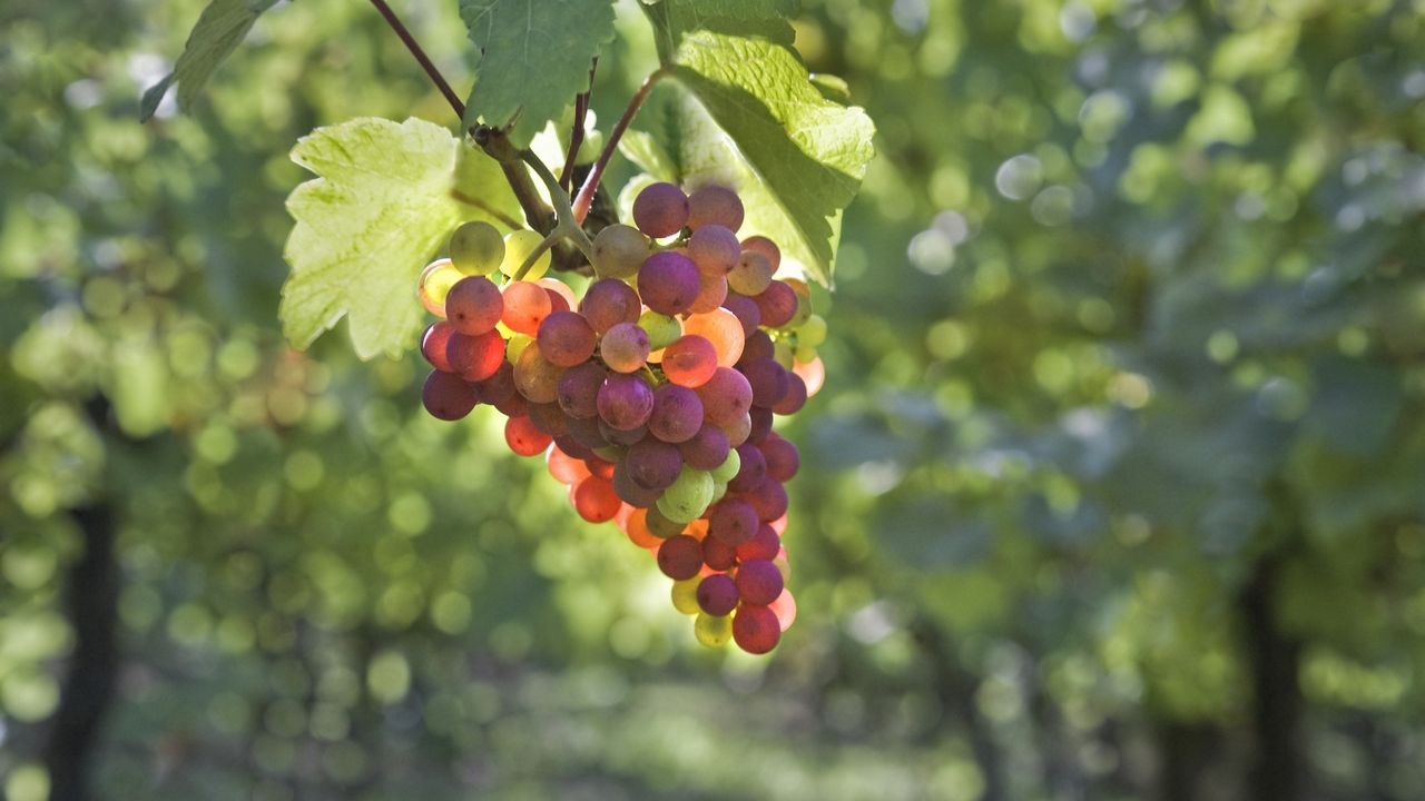 Wallpaper grapes, branch, plant hd, picture, image